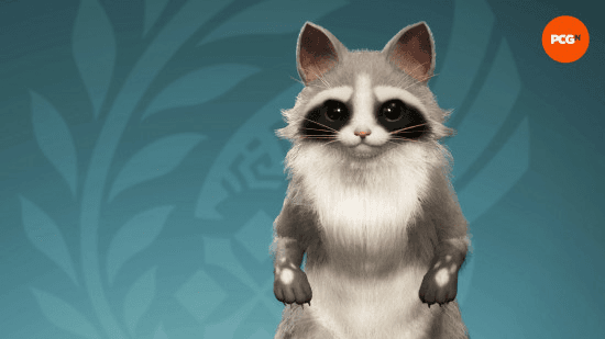 Raccoon